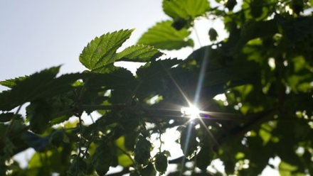 Thecityuk Sustainability