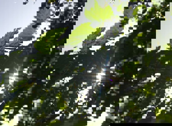 Thecityuk Sustainability